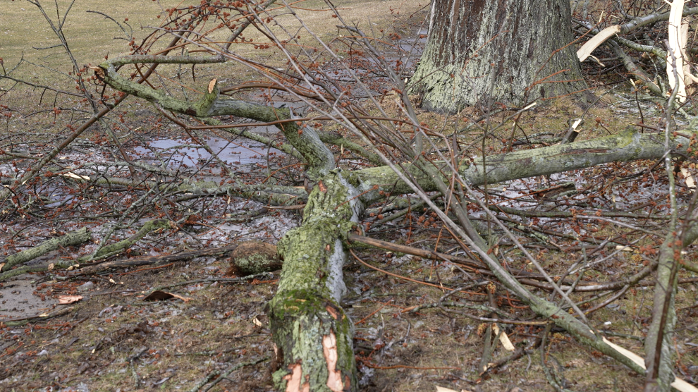Broken tree limbs were strewn across the City of Hillsdale Thursday morning 