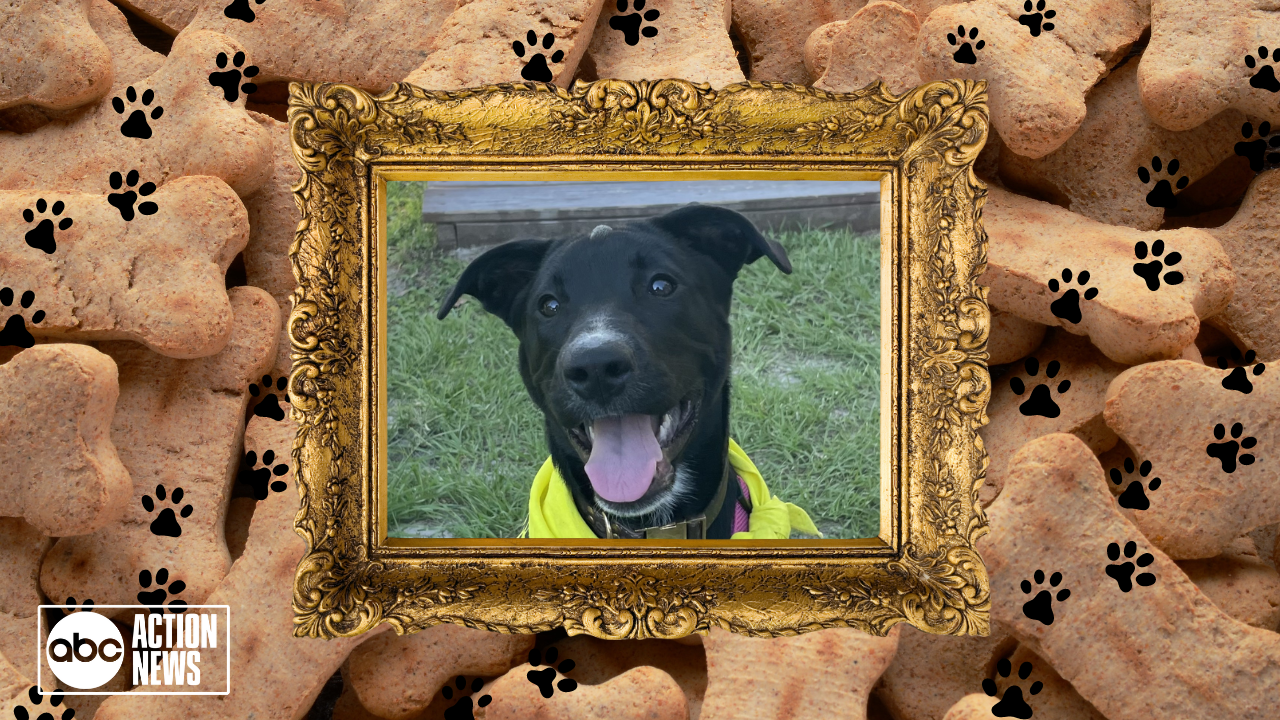 Rescues in Action: Kimmy