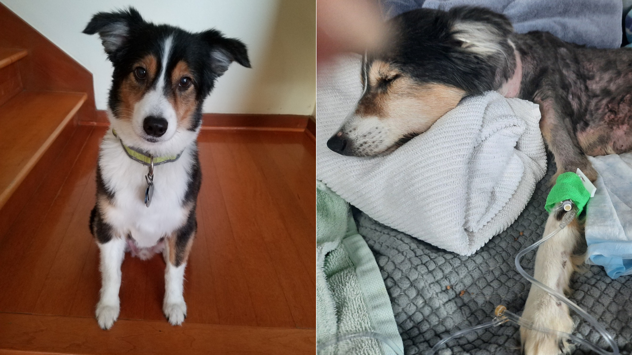 Manatee County SO abused dog before and after.png