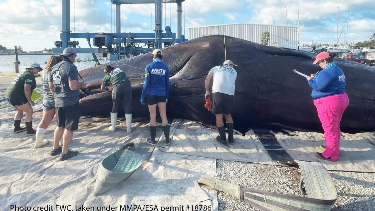 Stranded sperm whale FWC.png