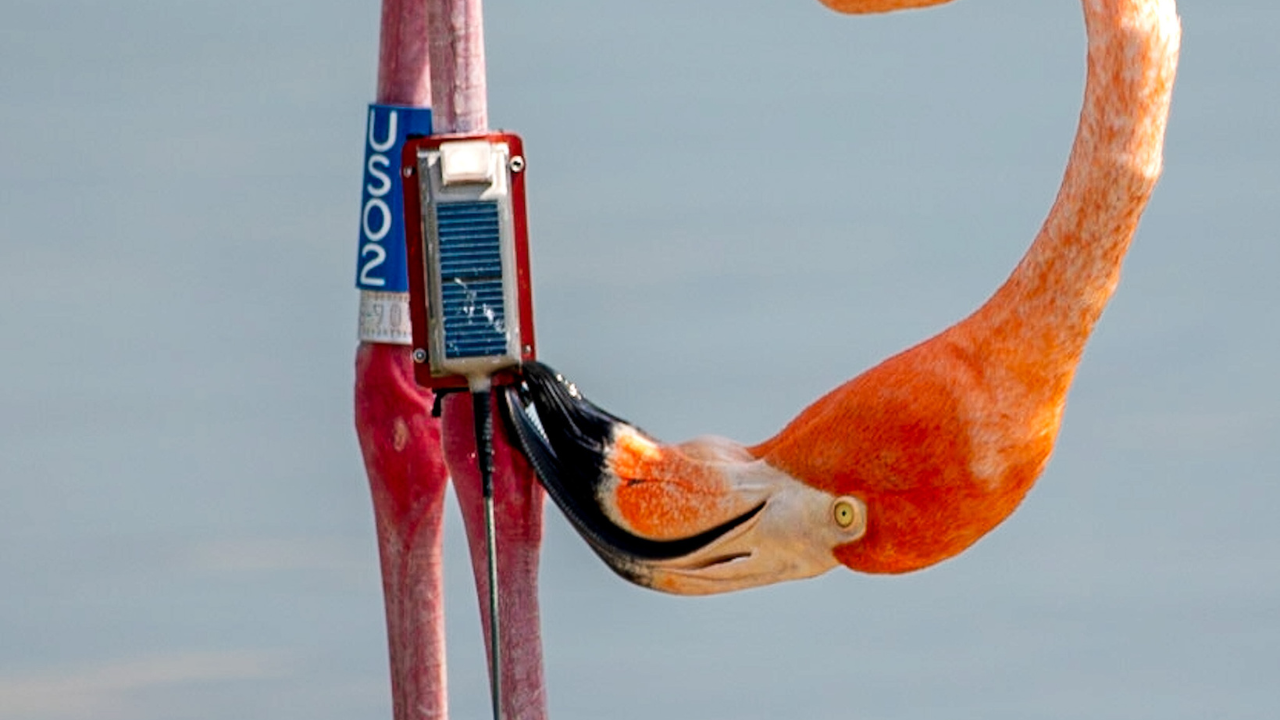 Experts say tracker won't hurt flamingo despite petition to have it removed