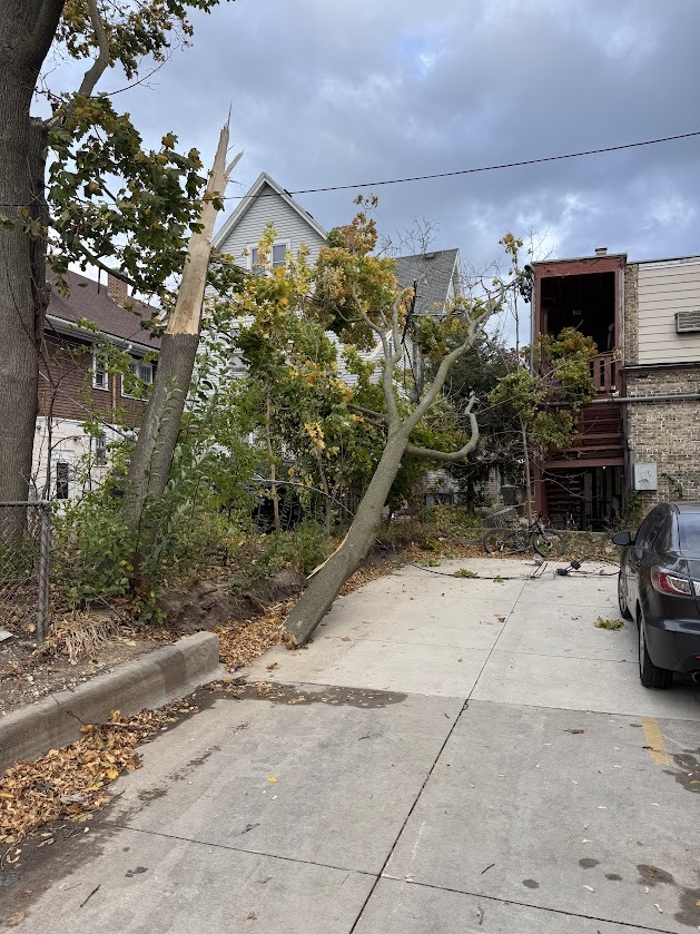 A tree limb falls on a power line