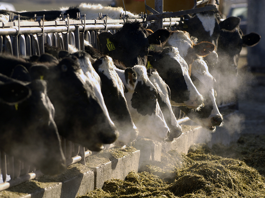 Cow Manure Green Energy Fraud