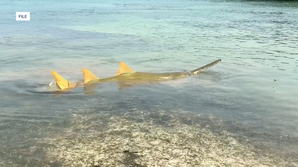 Sawfish