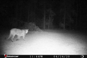DNR: There have been 6 confirmed reports of cougars in Michigan
