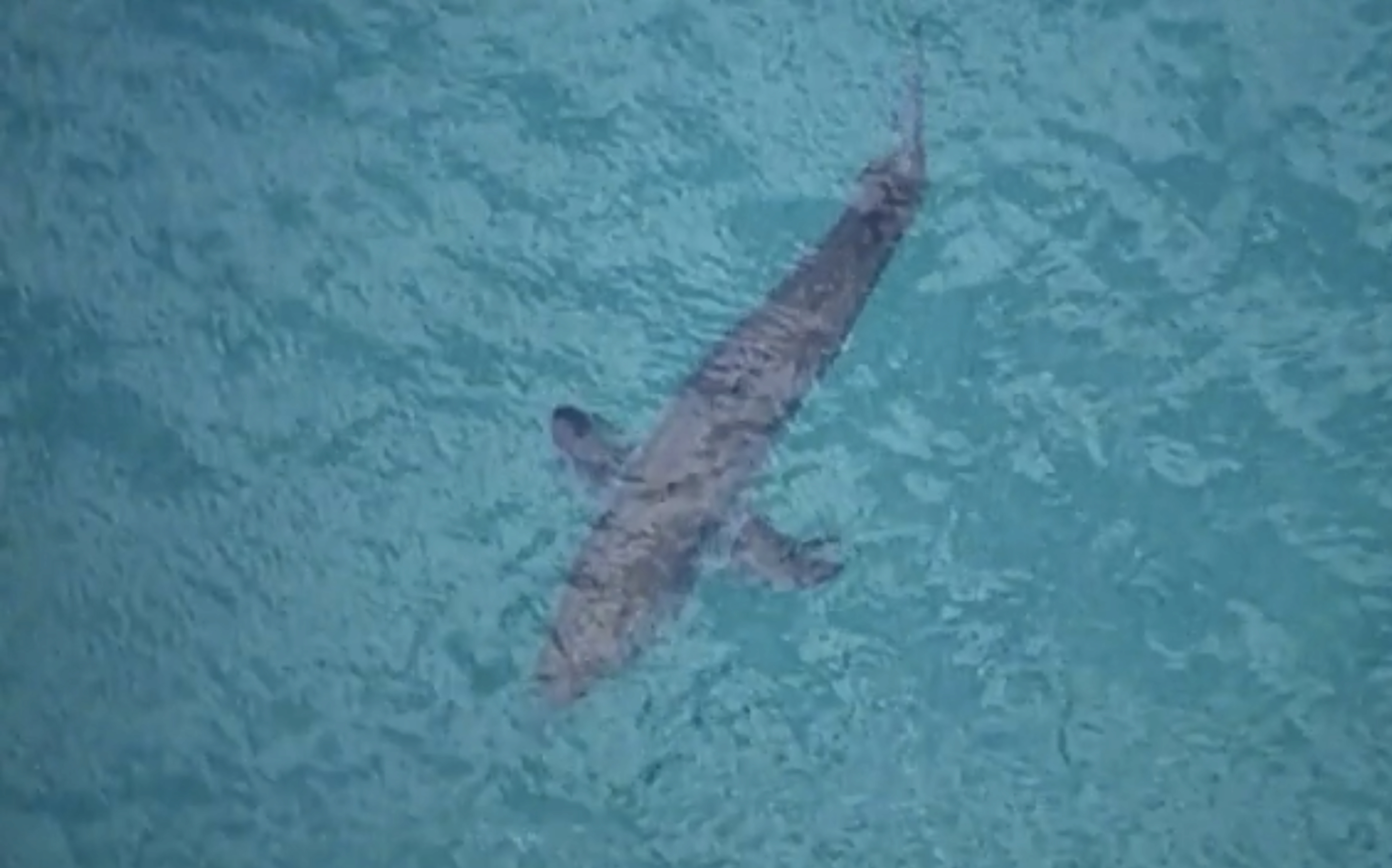 10-foot great white shark kills 60-year-old surfer in Australia