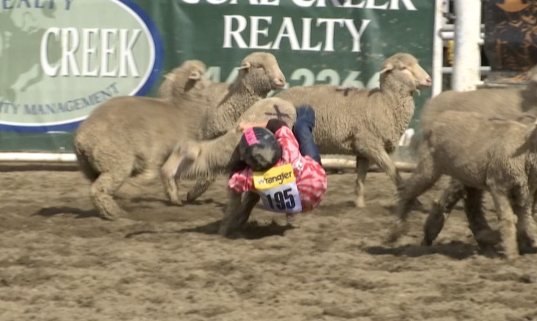 Mutton Bustin' Red Lodge Rodeo