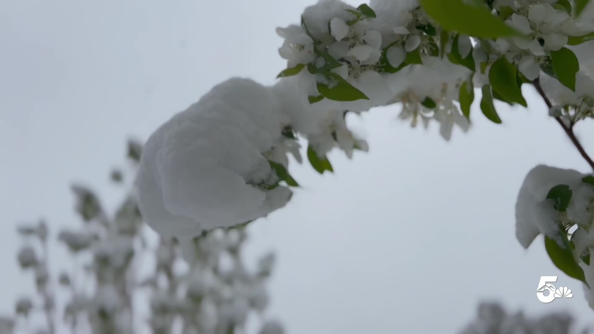 Snowstorm