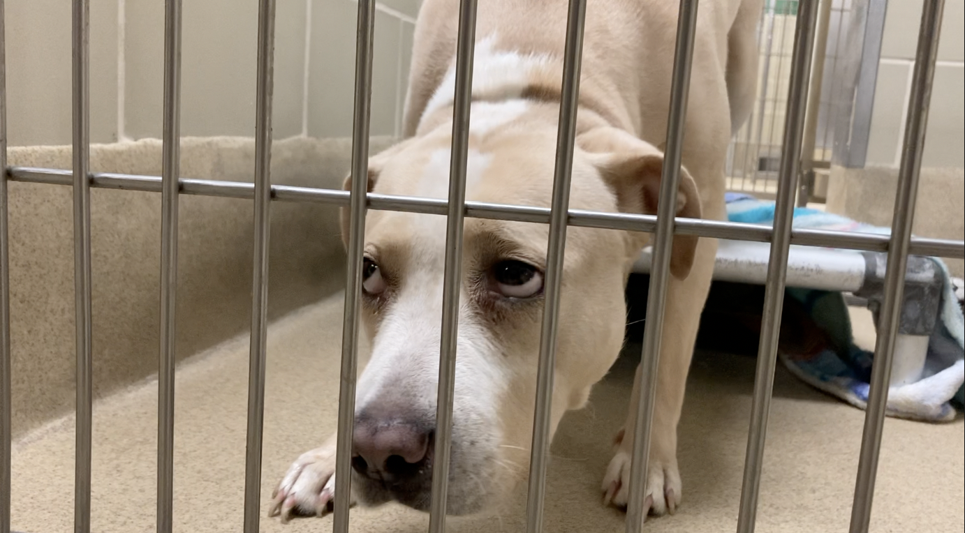 Dog at Peninsula Regional Animal Shelter