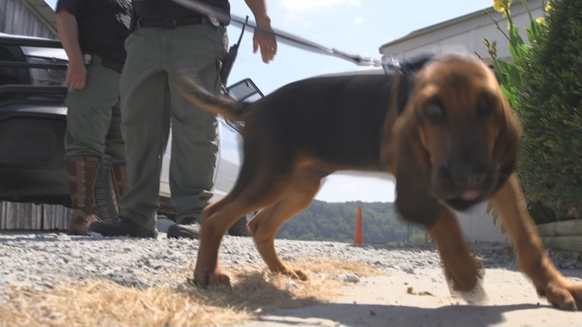 TRACKING DOG PKG.transfer_frame_464.jpeg