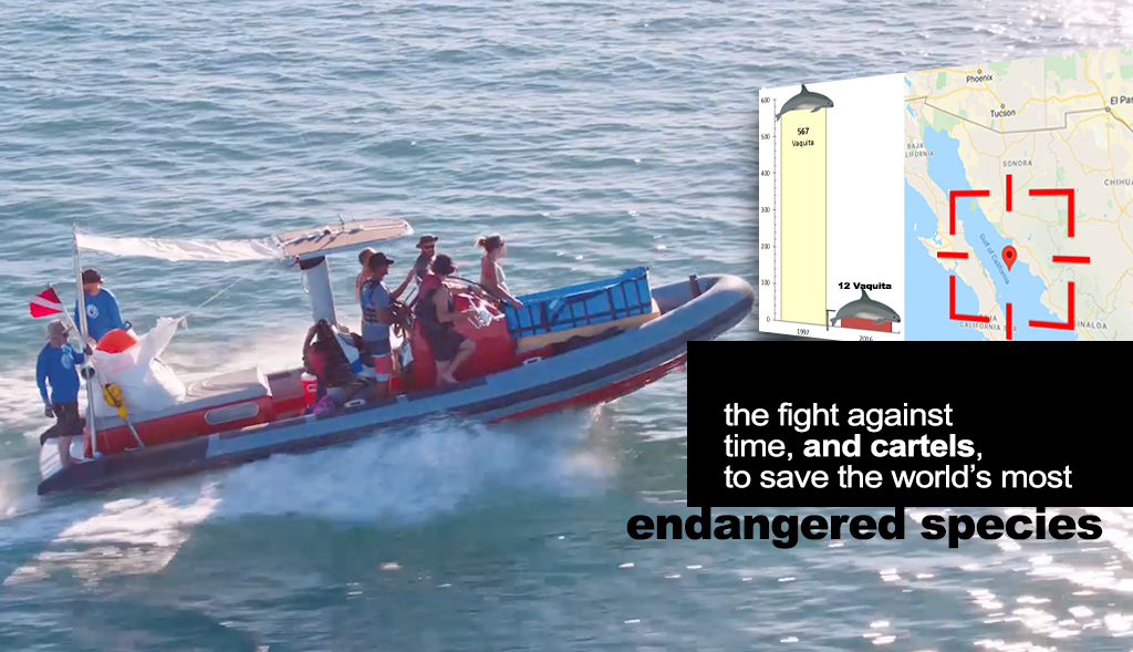 vaquita.png