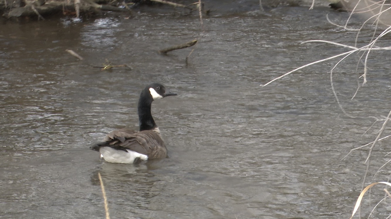 BLACKTAIL CREEK CLEANUP.jpg
