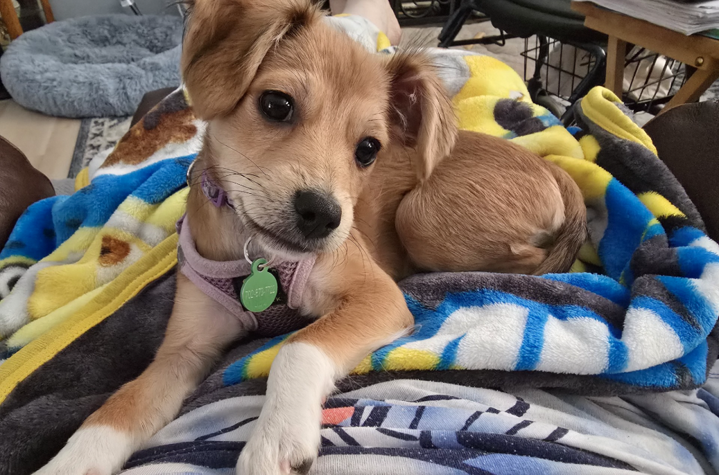 Dumpling, Nevada SPCA 