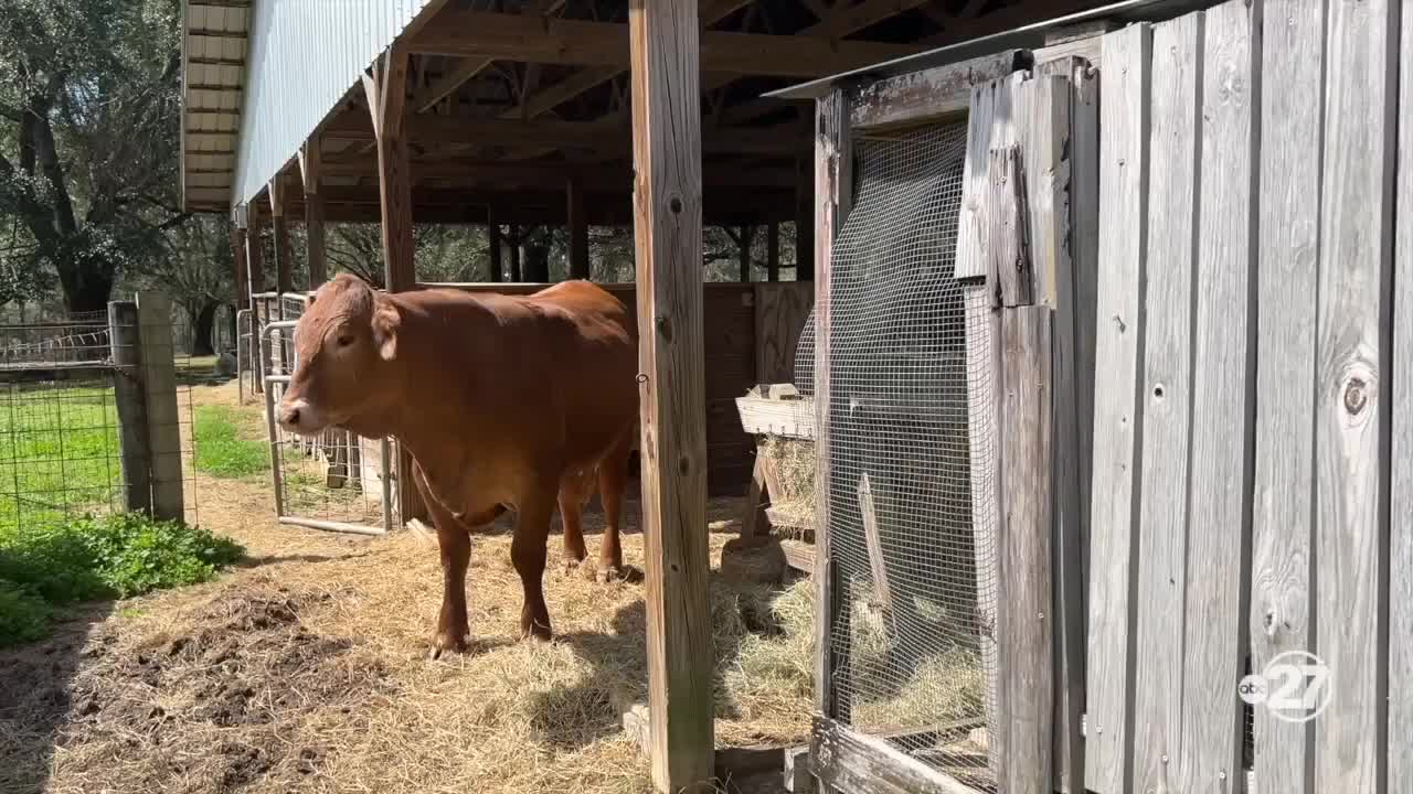 Jefferson county families grow their own to save money