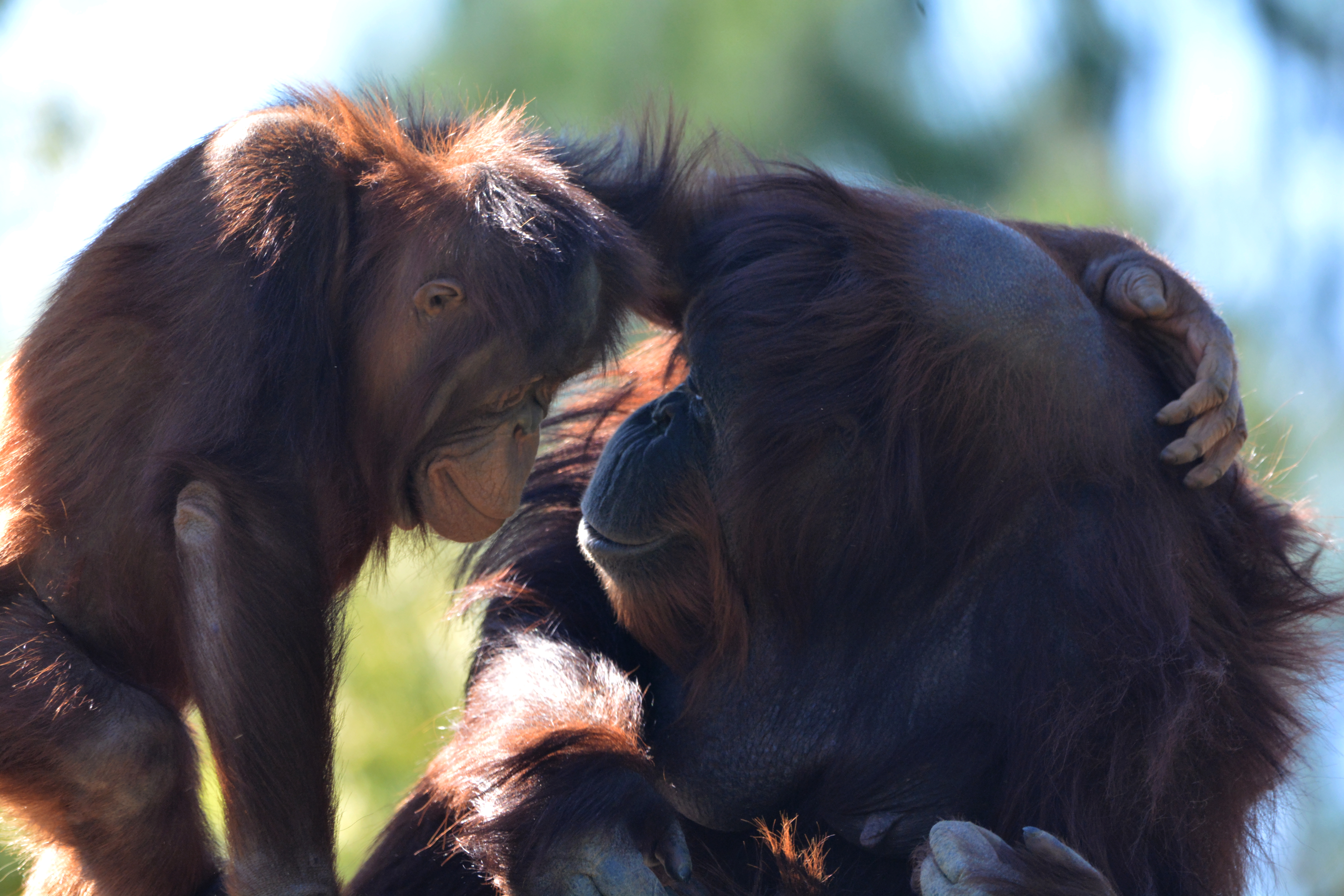 orangutanmomandjuvenile.jpg
