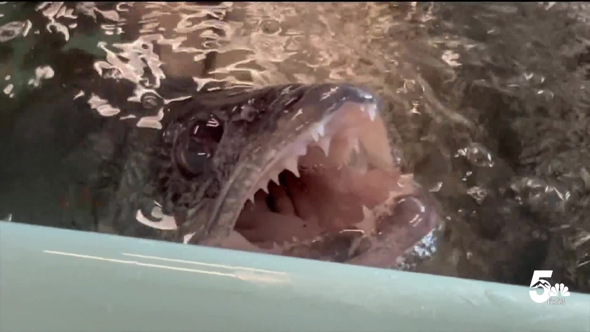 Walleye