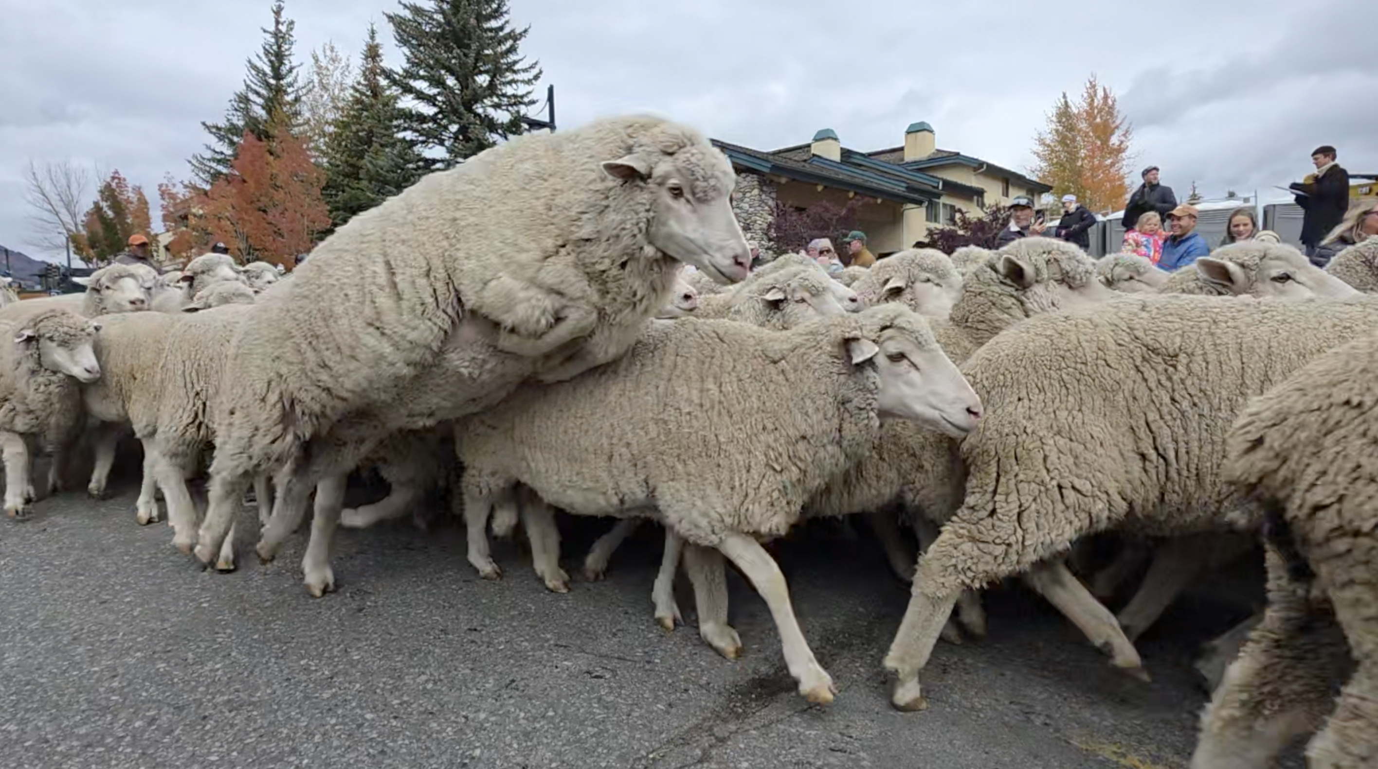 Thousands gather in Ketchum for annual Trailing of the Sheep Parade