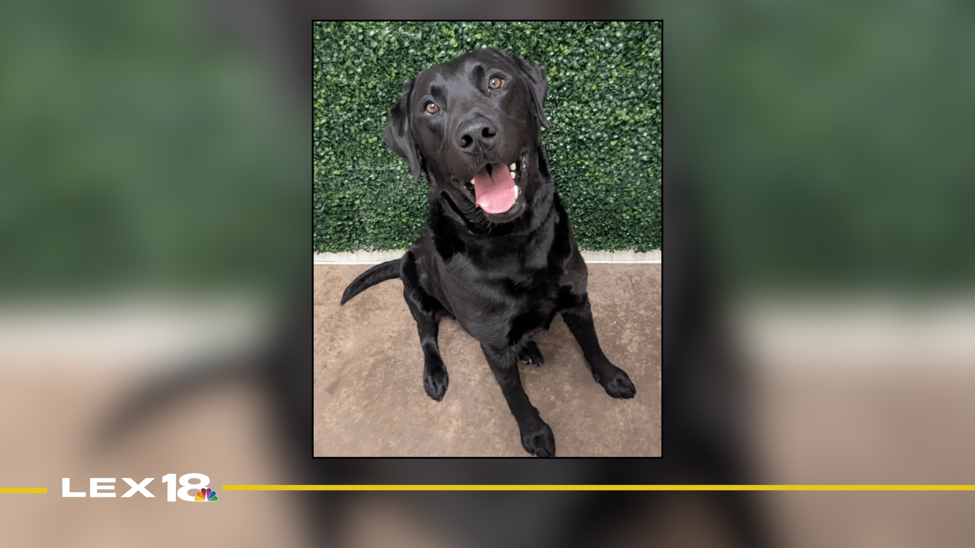 Featured Image Custom Edit (13).png