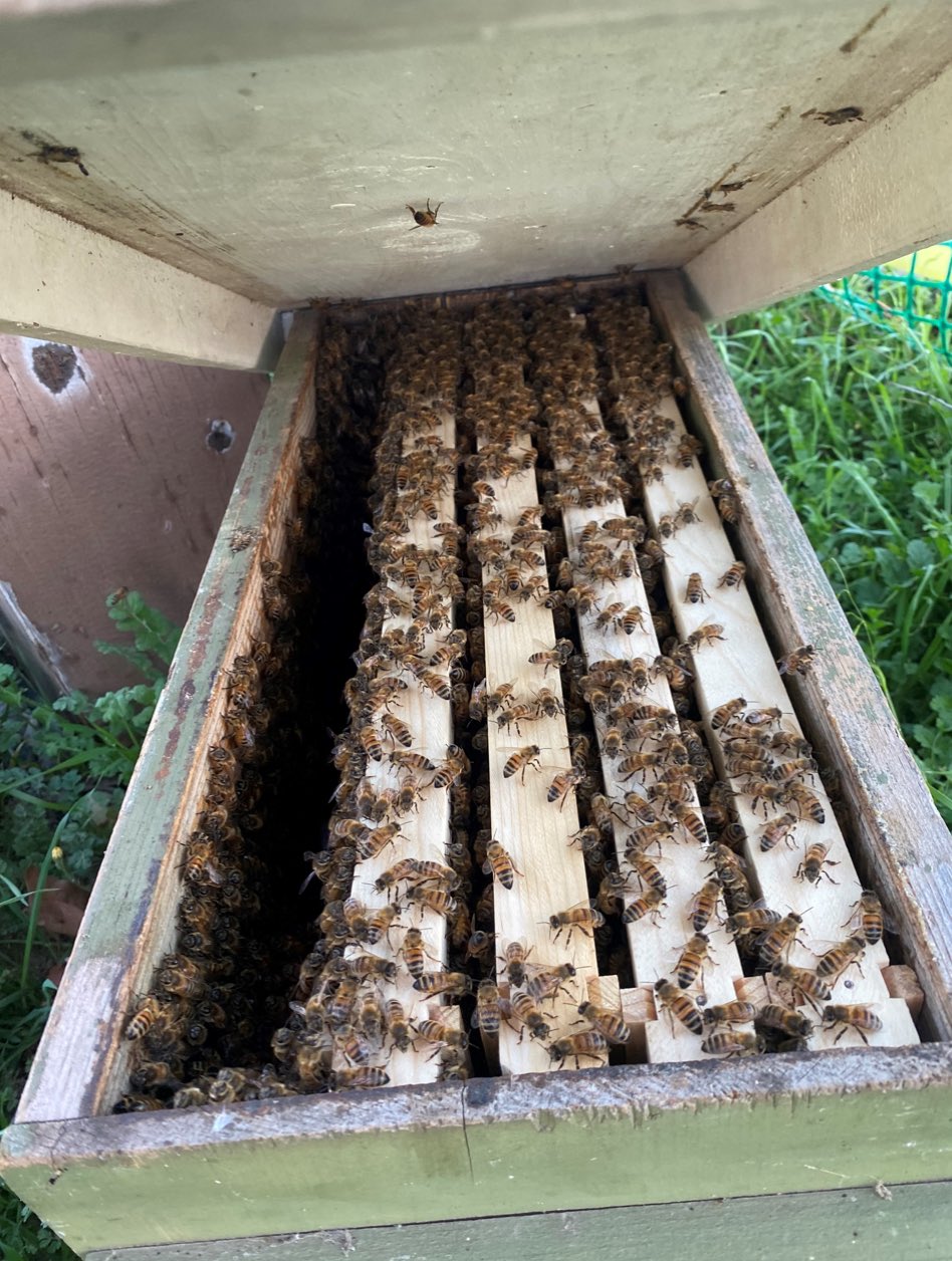 bees.jpg