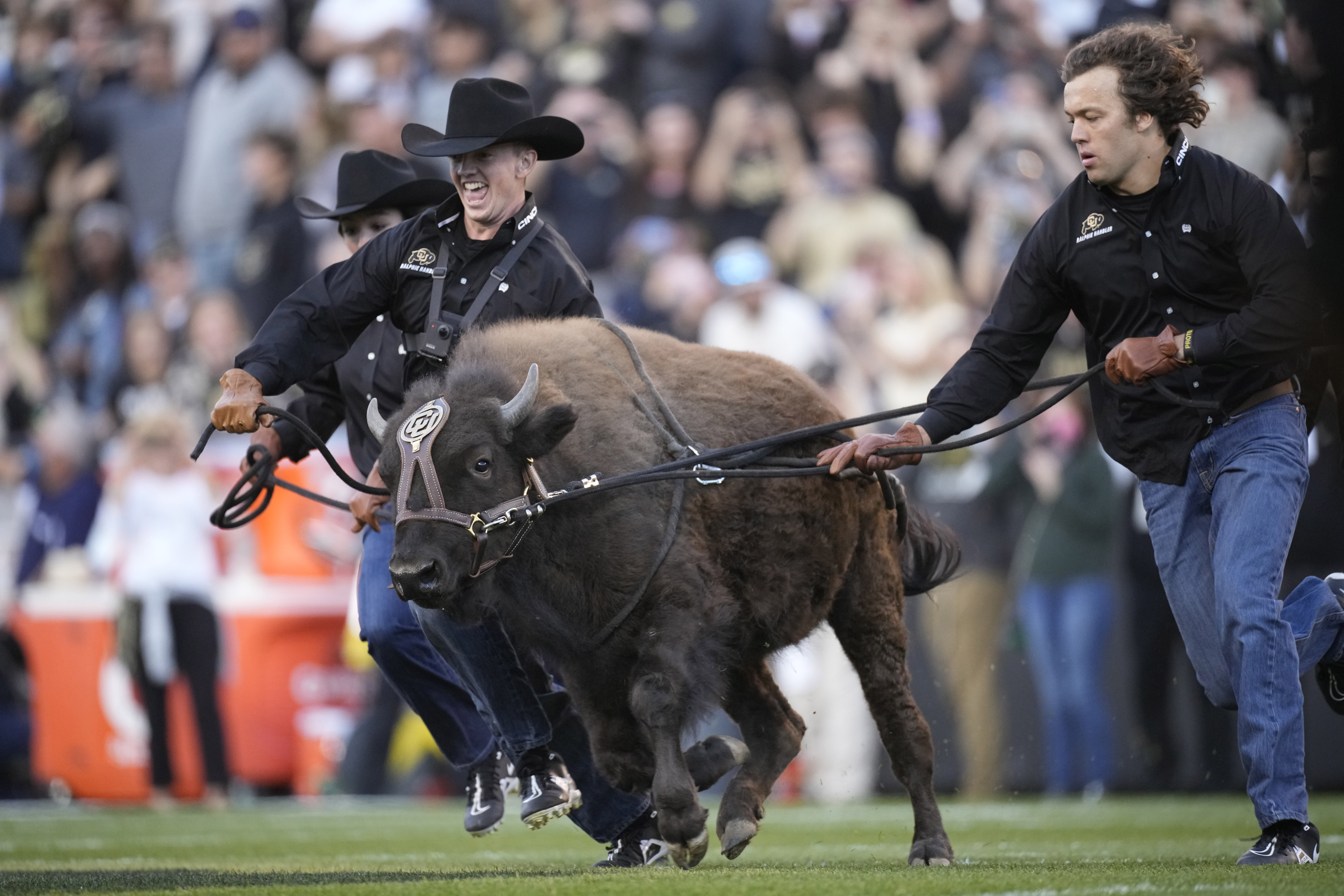 Oregon St Colorado Football