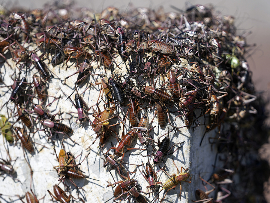 Cricket Invasion Nevada