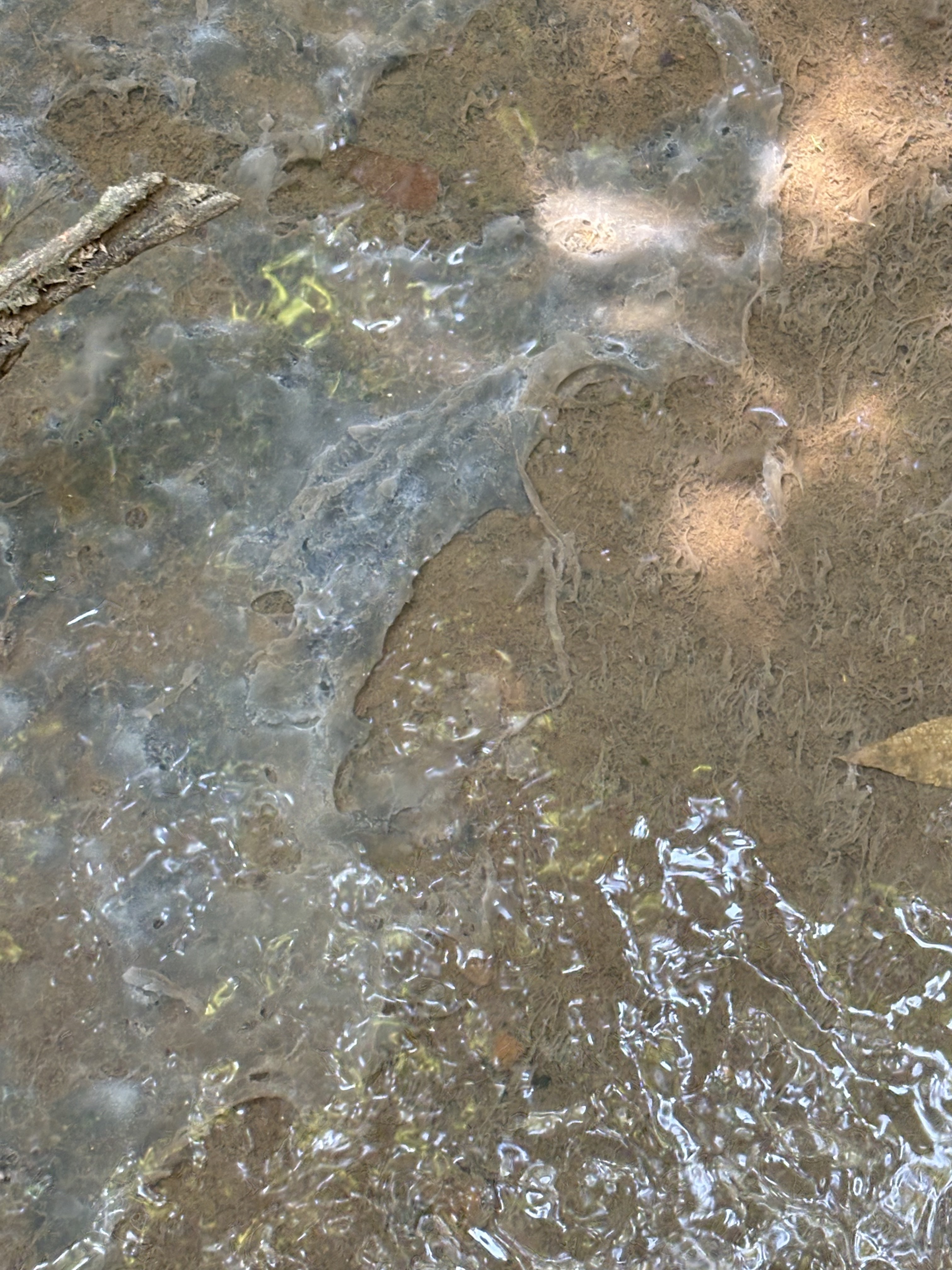 Sewage in Cartwright Creek