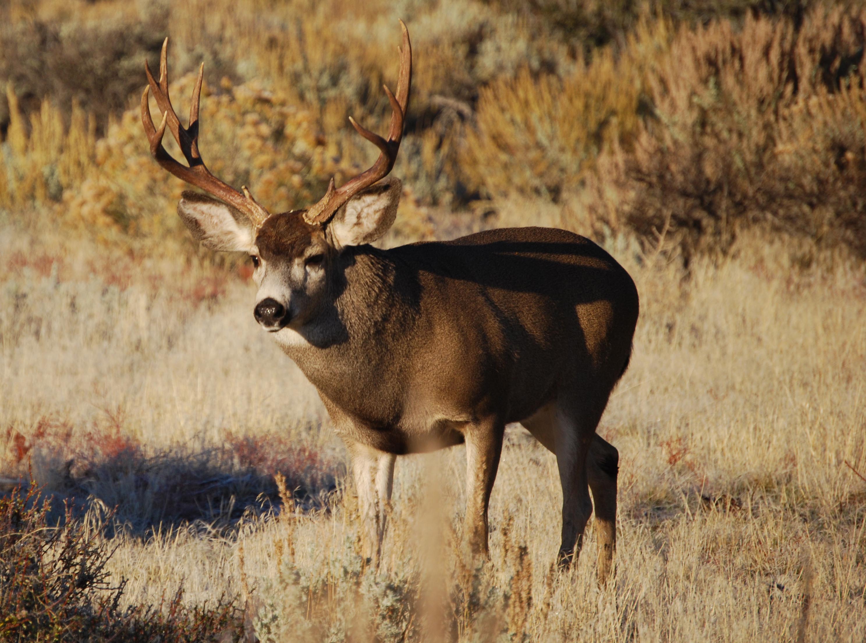 Mule Deer
