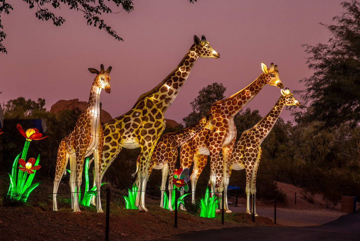Phoenix Zoo Lights Glow Wild 2019