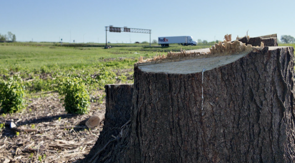 MoDOT tree removal