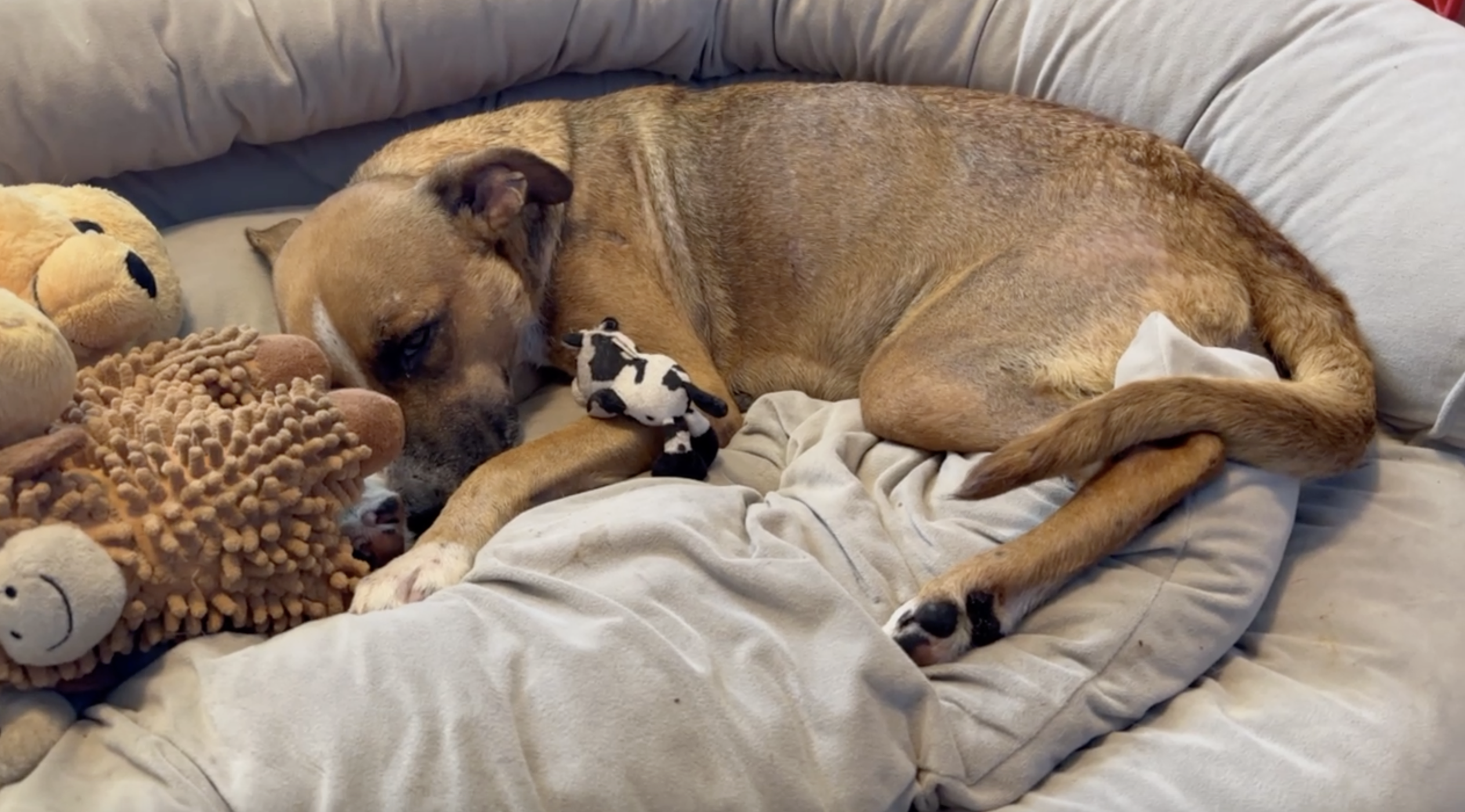 dog animal neglect Martin County thumbnail June 2026 .png