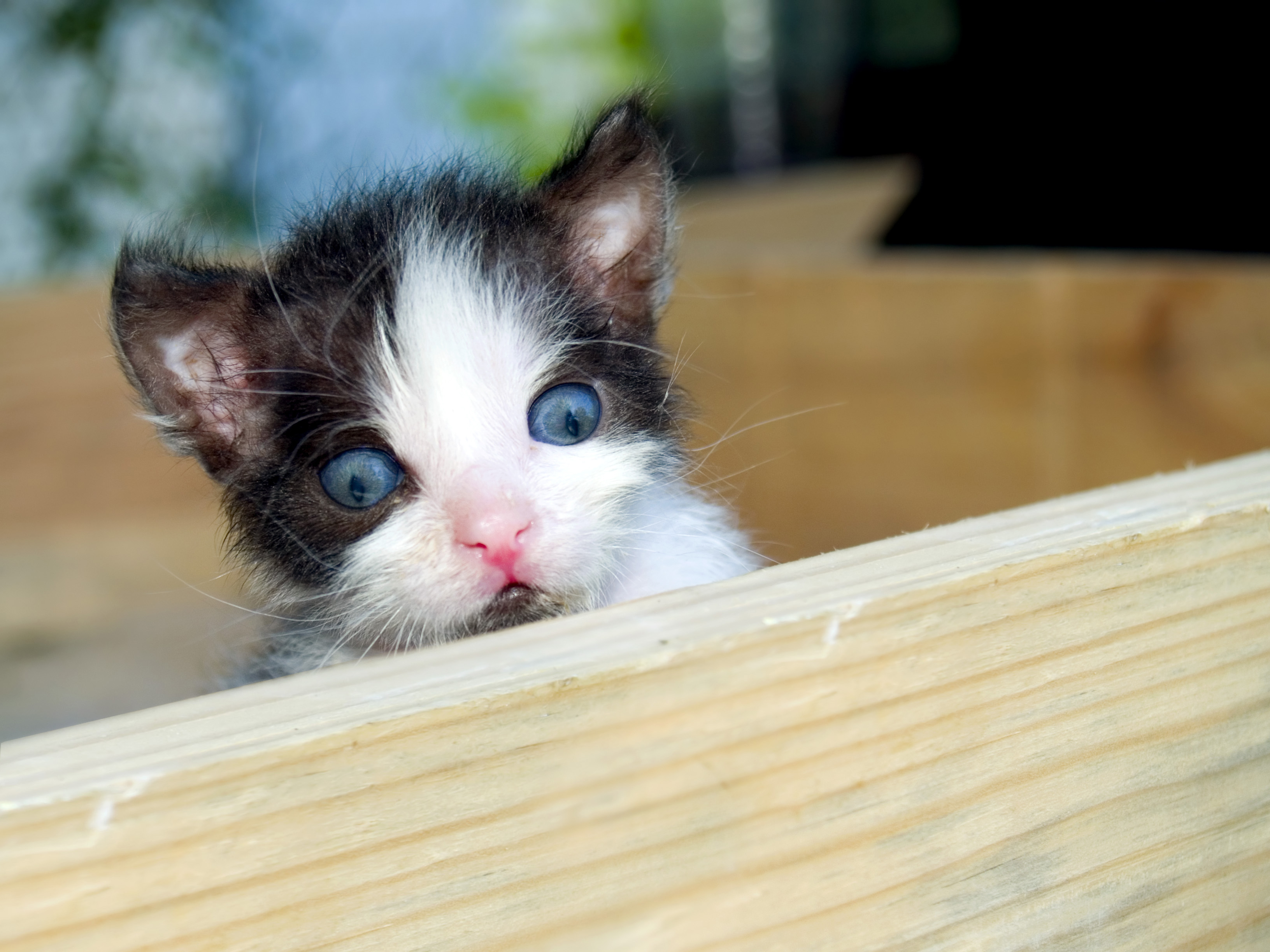  Kitten looking around the new world
