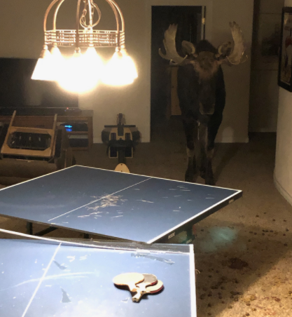 Moose on the Loose