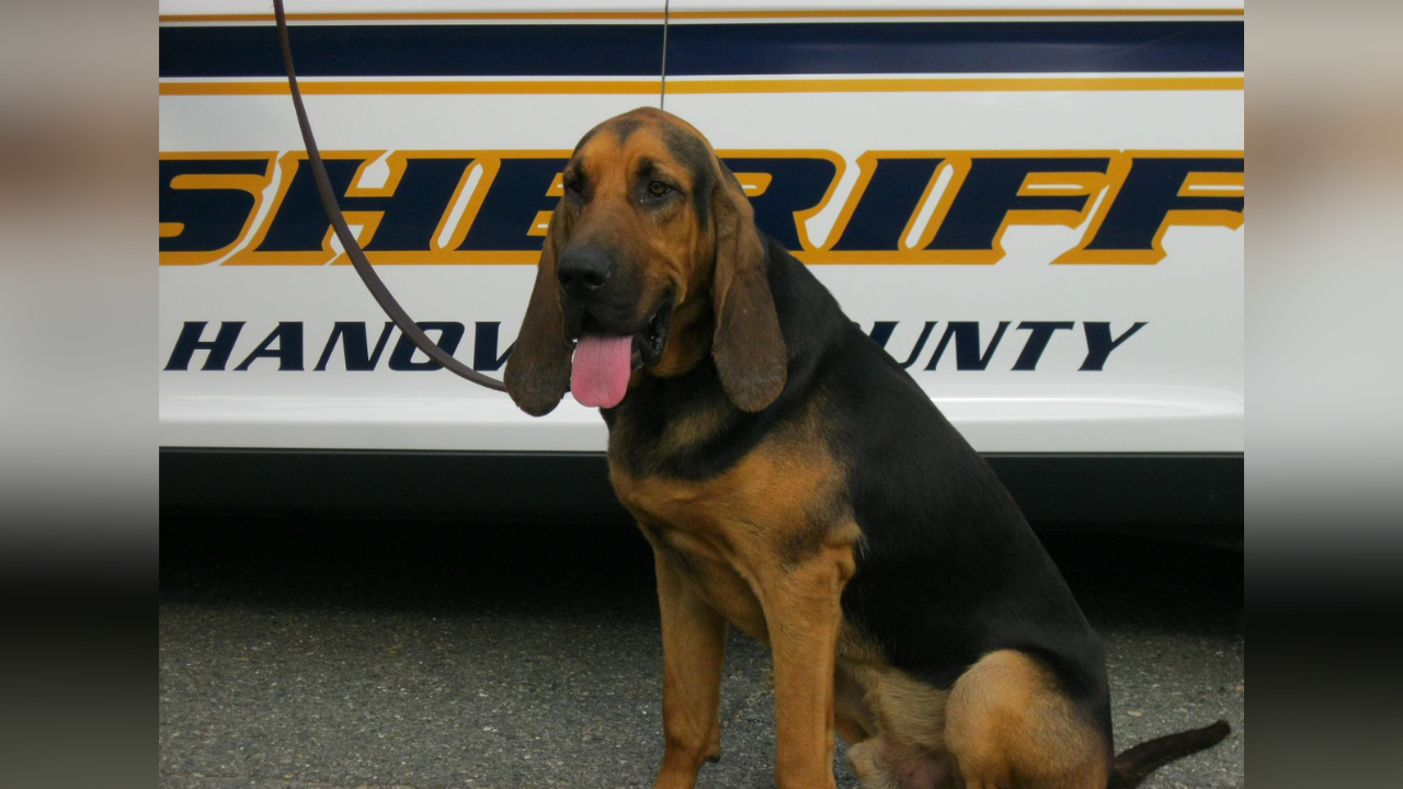 K9 Hamma