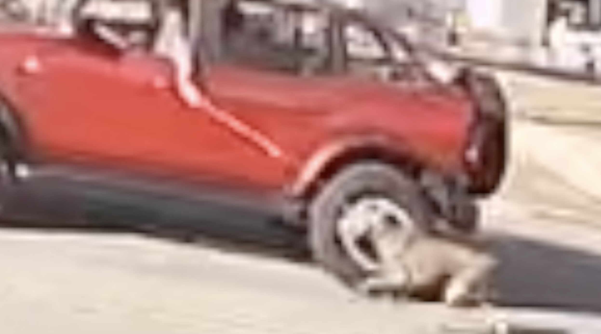 Video shows driver dragging dog alongside SUV in Normal Heights neighborhood
