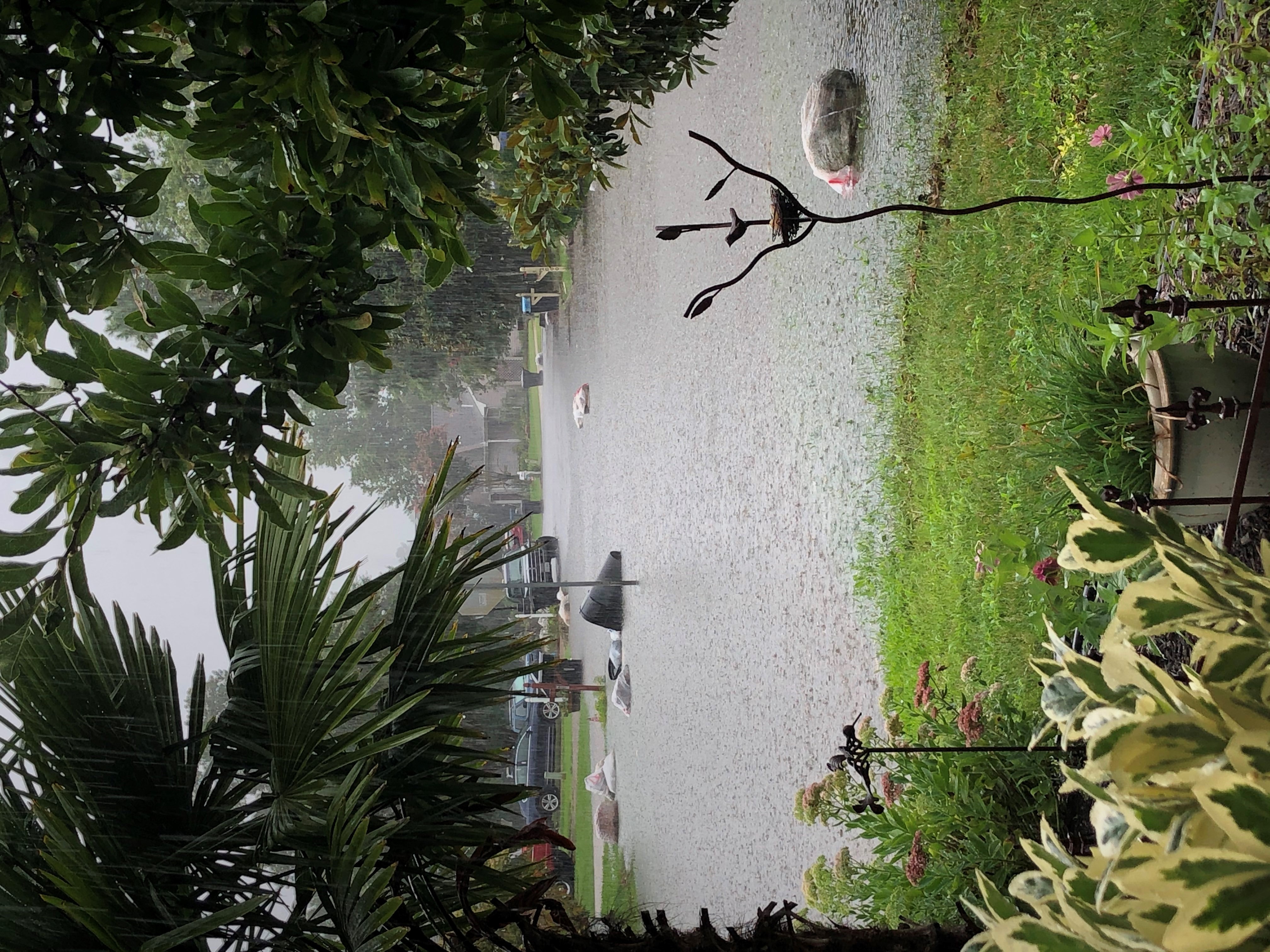 Hunt Club Forest VB (Robin Paige MacPherson).jpg