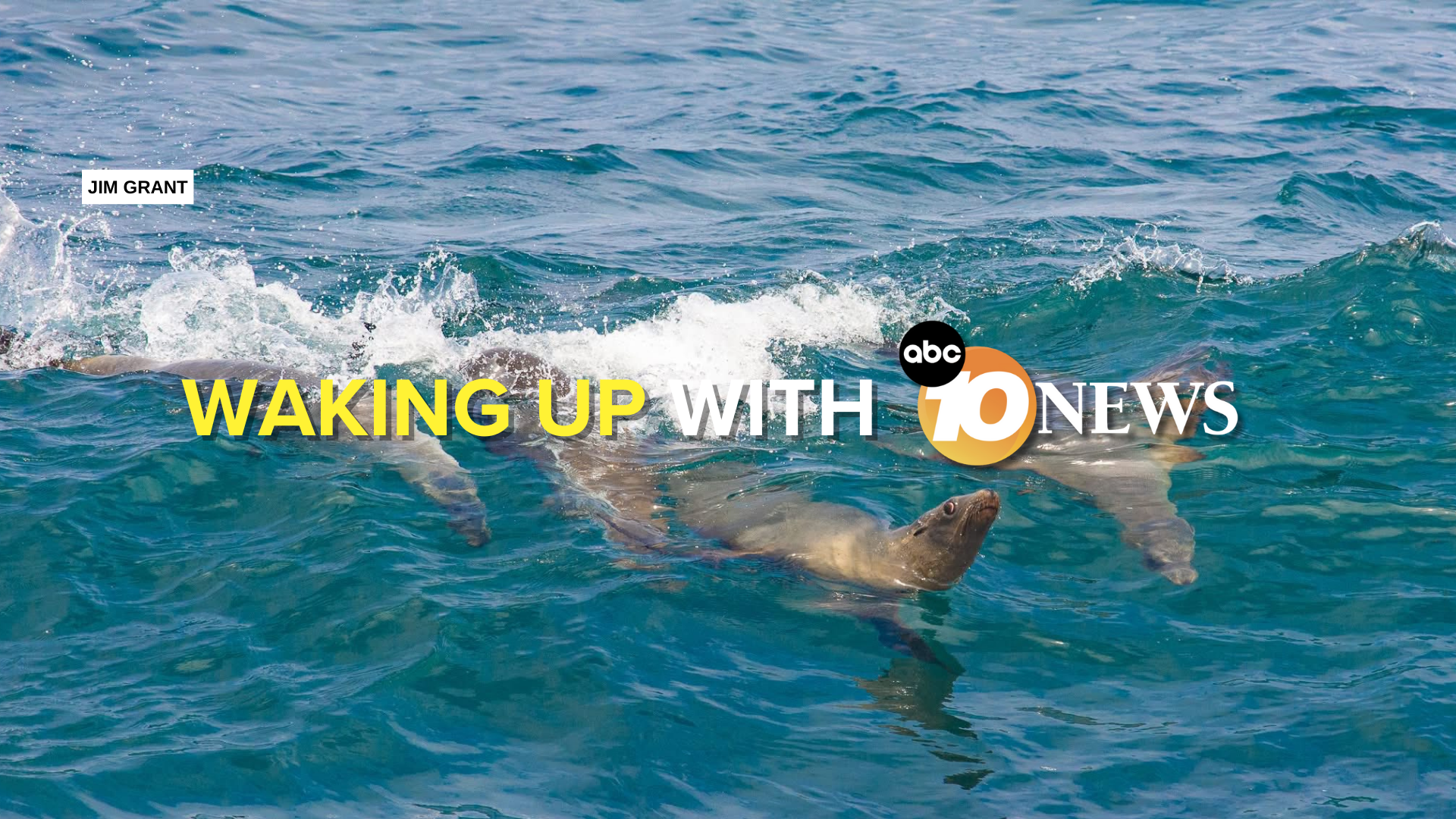 newsletter_jim_grant_sea_lions_082525.png