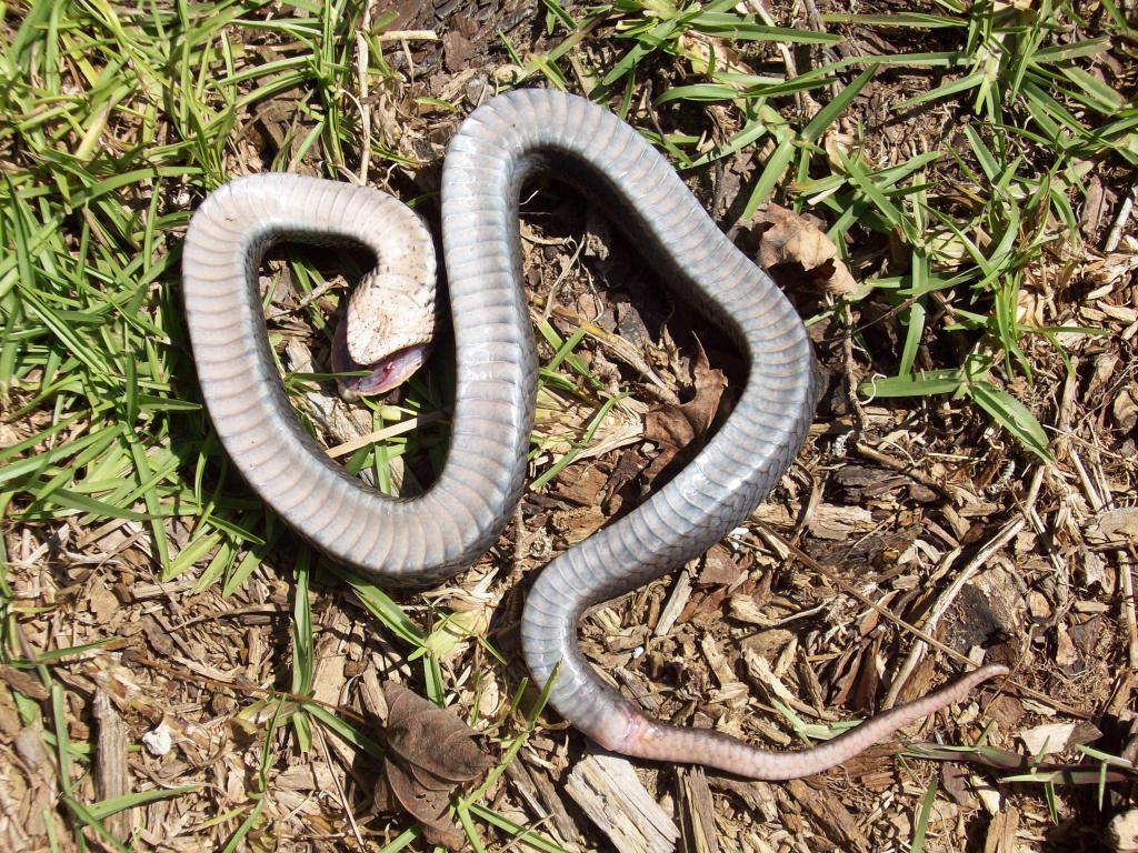 zombie snake