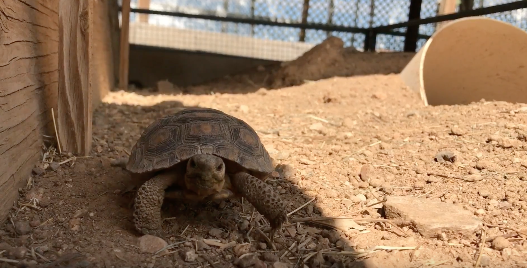 Tortoise adoptions Arizona Game and Fish
