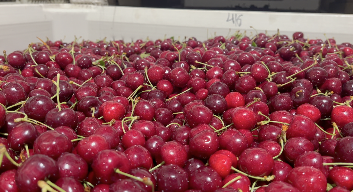 Cherry Harvest