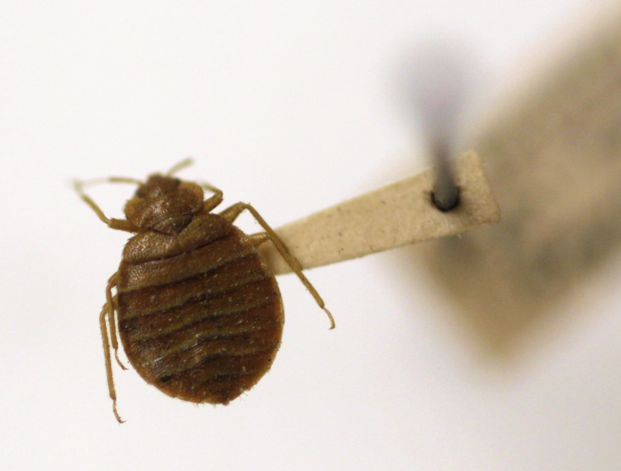 Bedbug Hearinga
