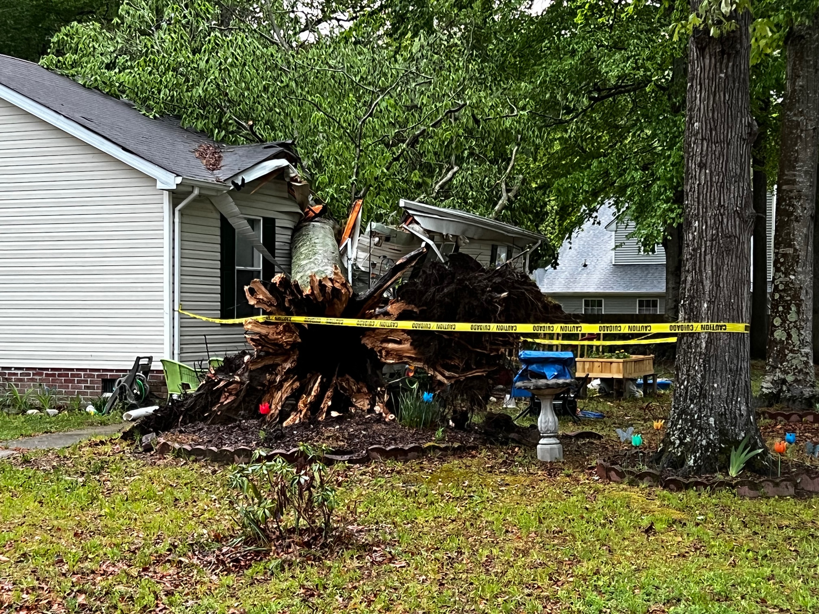 SU Bennetts Way tree on home (April 26) 