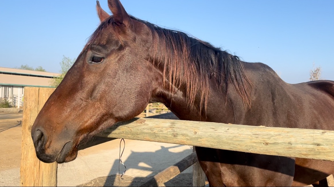 Horse November 3, 2021