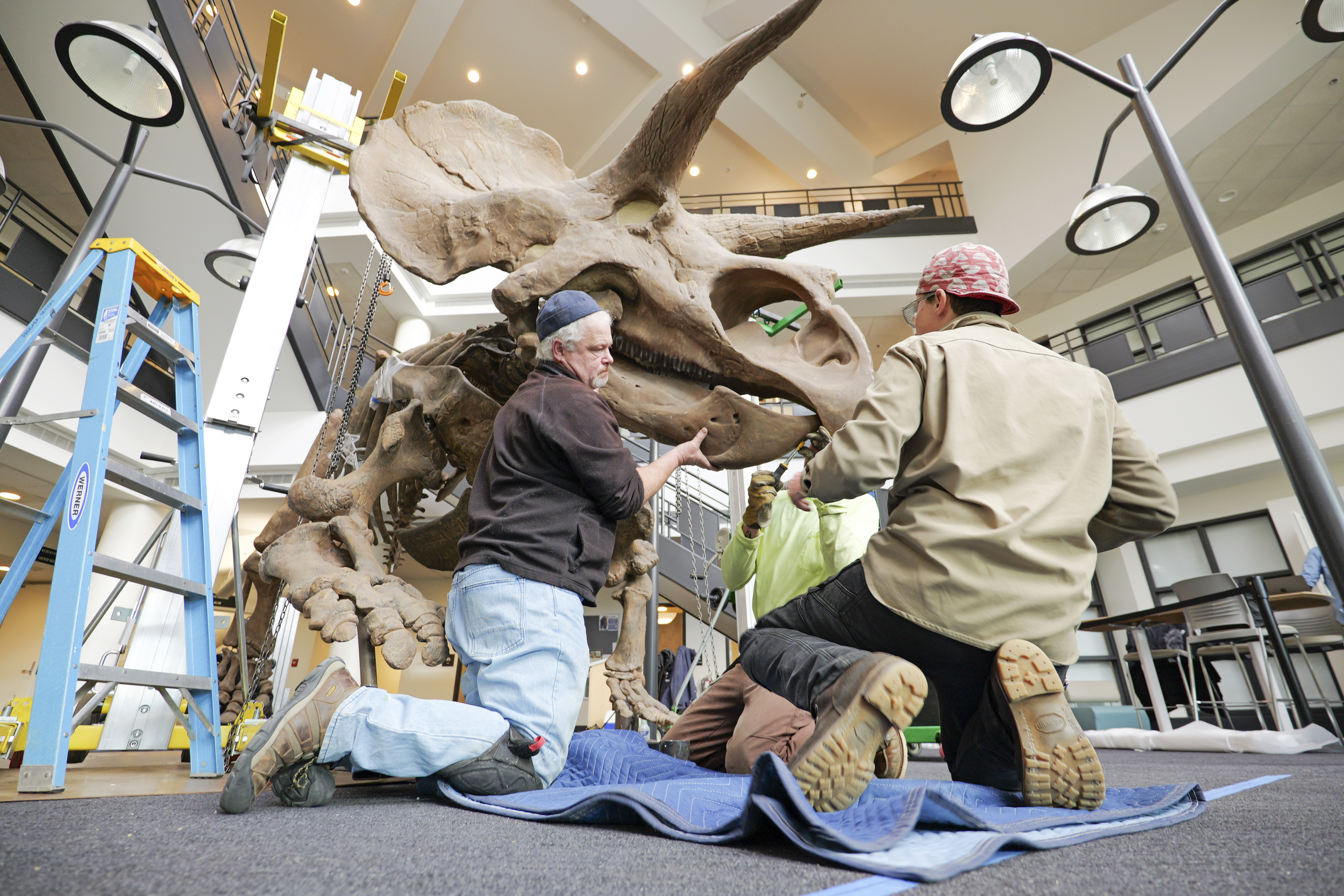 CU_Triceratops.CC.104.JPG
