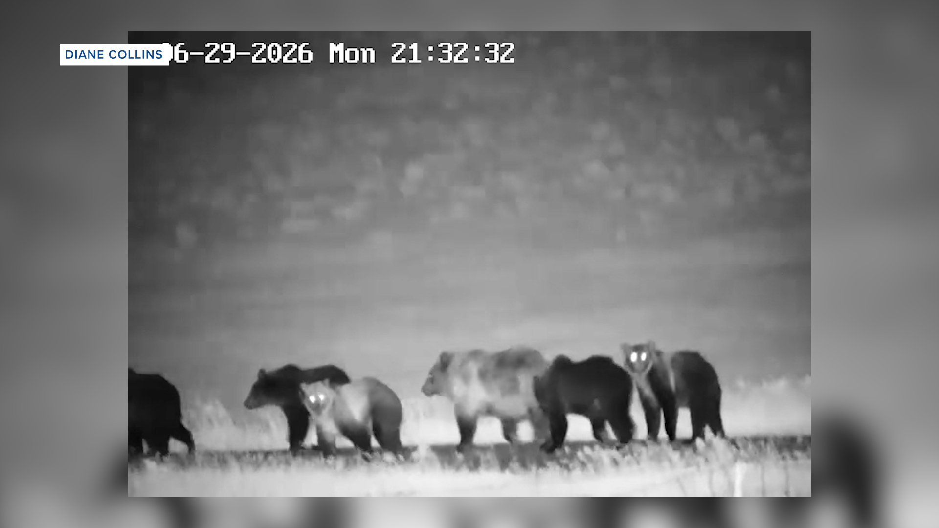 BEARS CROSSING PENDROY.jpg