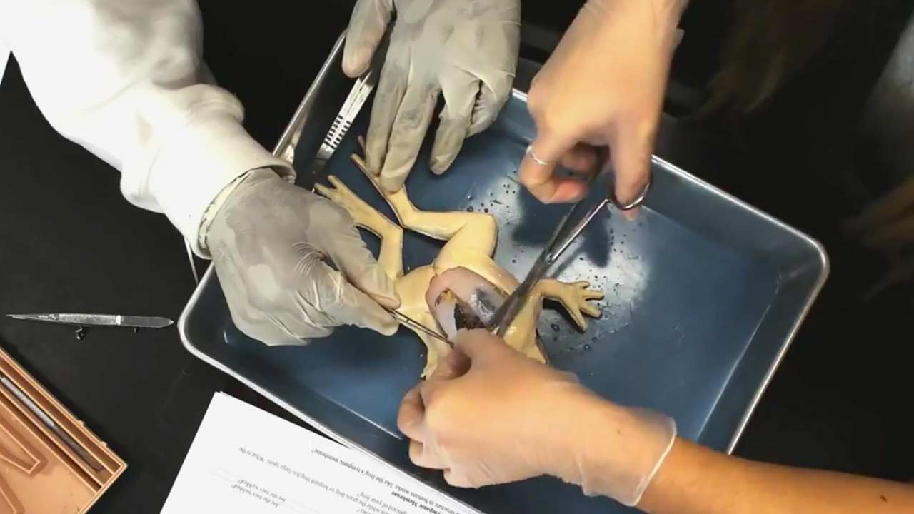 In this screengrab from a SynDaver video, students at J.W. Mitchell High School are dissecting the synthetic frogs for the first time.