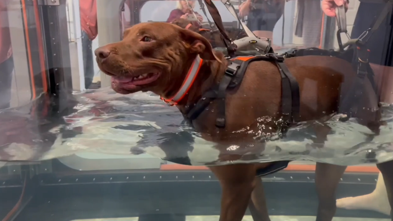 tullys tails brent.png