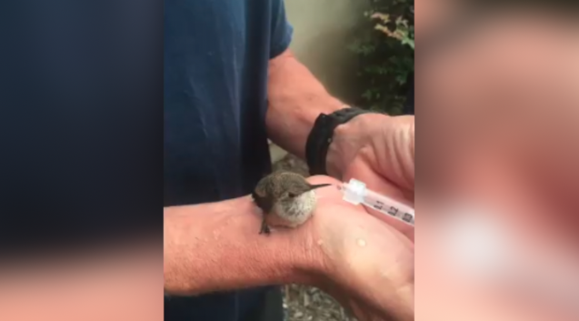 Hummingbird rescue