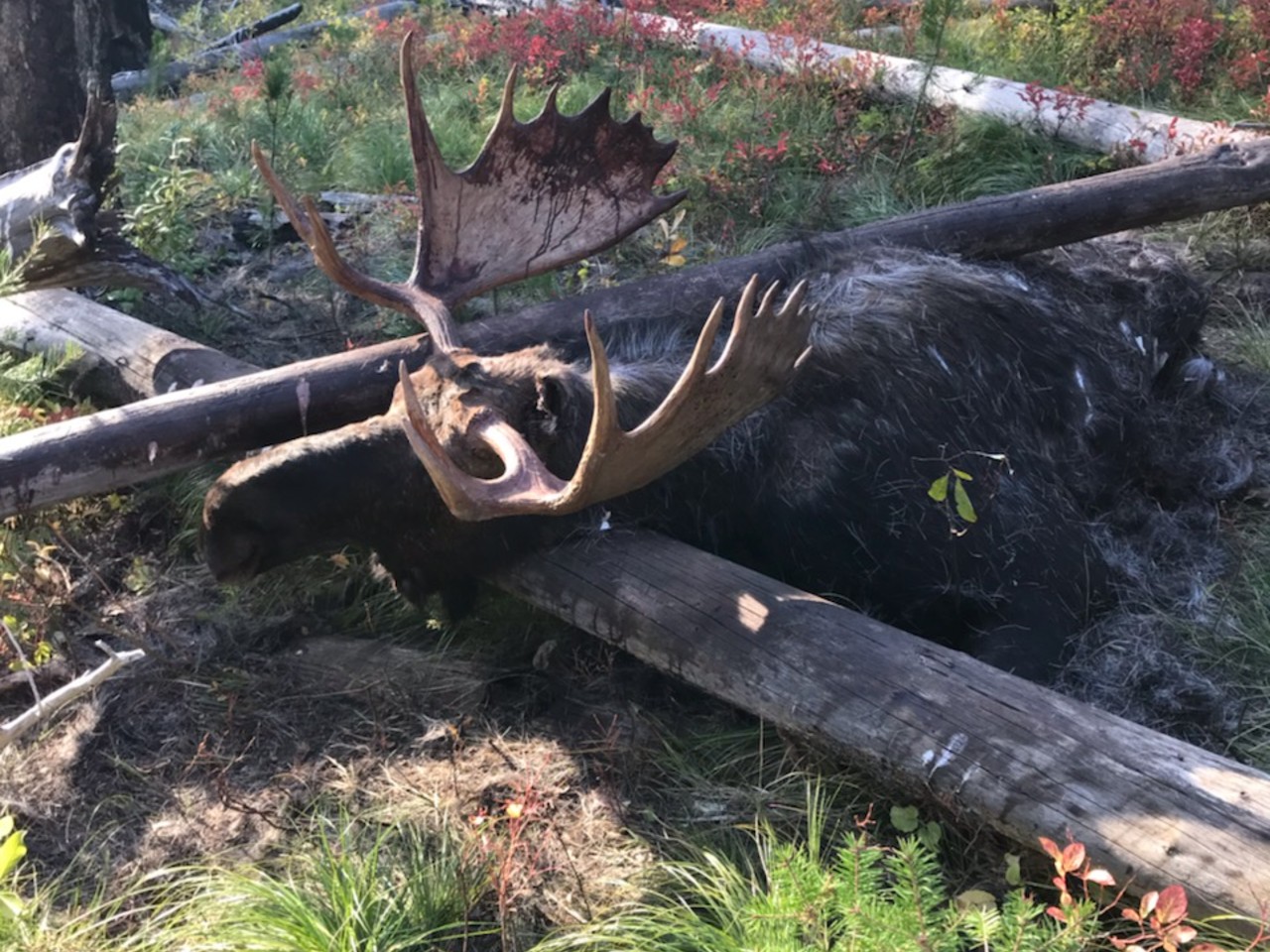 Swartz Creek Moose Poaching