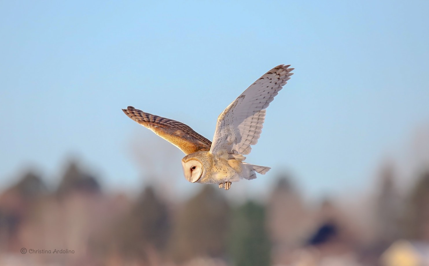 Barn owl flying in southern Colorado