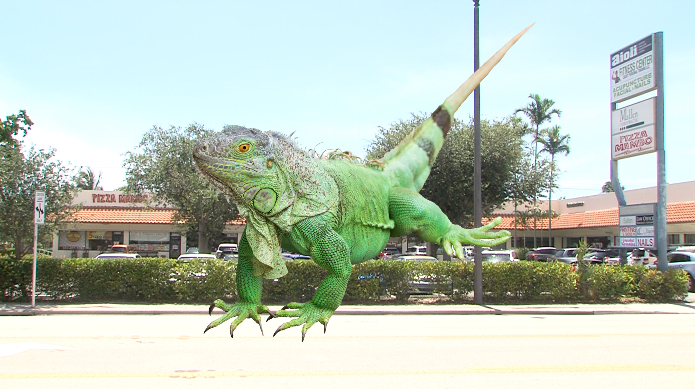 Iguana at Pizza Mambo
